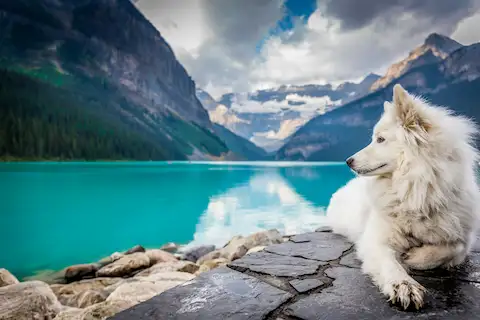 A white dog resting by a turquoise mountain lake