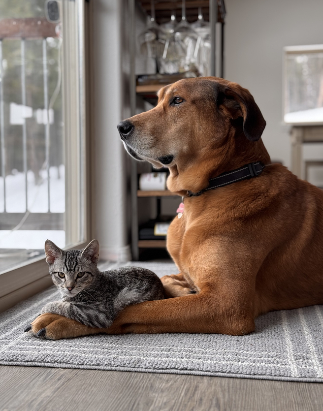 A dog and cat resting together by a sunny window